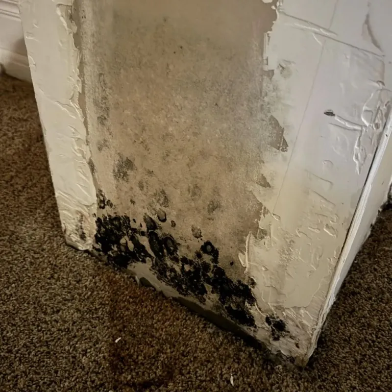 Professional Mold Removal in Templeton, MA
